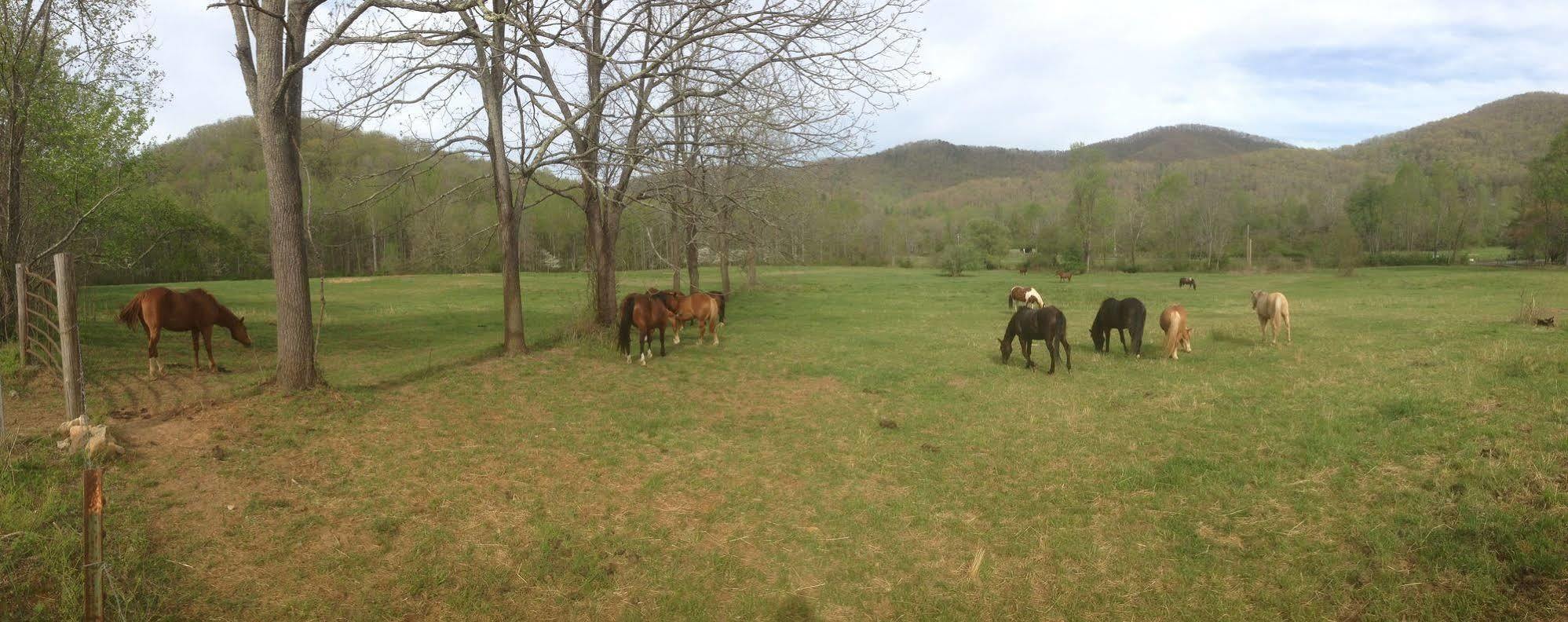 Hotel Pisgah View Ranch Candler Exteriér fotografie